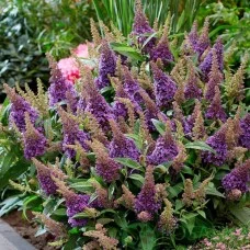 Buddleja BUTTERFLY CANDY LITTLE LILA
